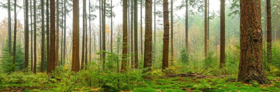 Bomen in het bos