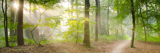 Bomen in het bos