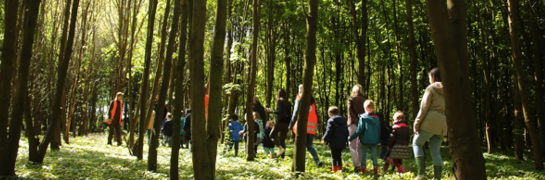 Wandelaars in het bos